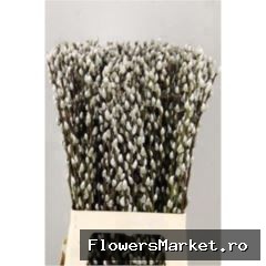 Salix   ...wilgenkatjes