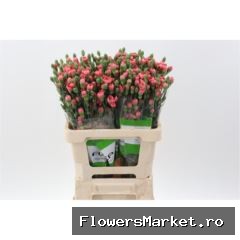 Dianthus TR 'Miss Trendy'