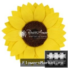 Sunflower S Yel02