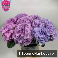 Hydrangea  'Royal Benefit'