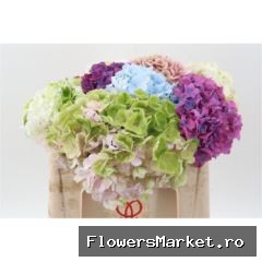 Hydr Rainbow Mix 50cm