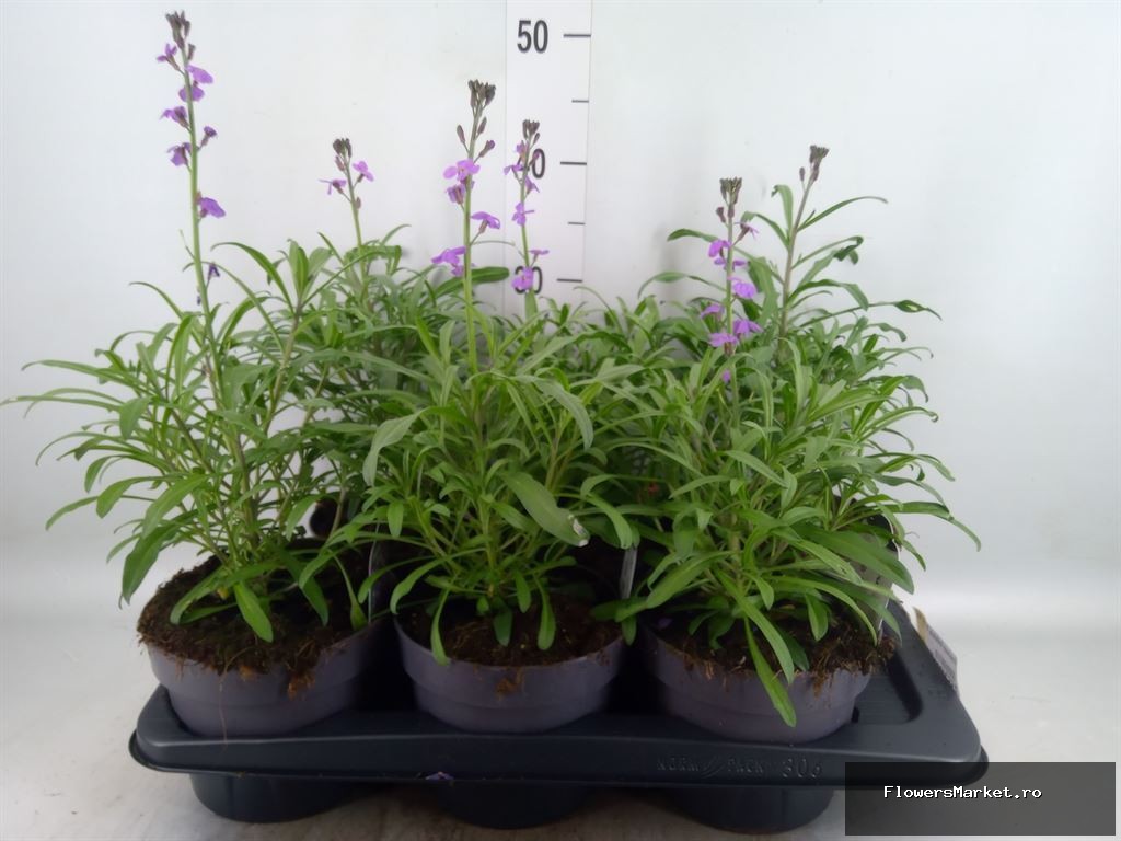 Erysimum linifolium 'Bowles Mauve'