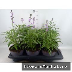 Erysimum linifolium 'Bowles Mauve'