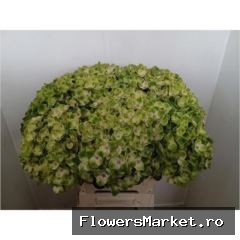 Hydrangea  'Royal Amigo'
