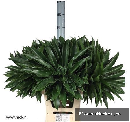 Philodendron  'Fun Bun'