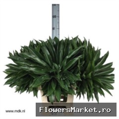 Philodendron 'Fun Bun'