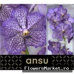 Vanda Sunanda Sapphire