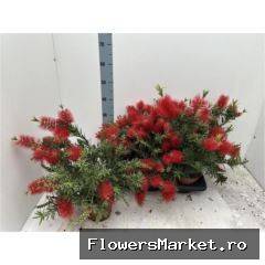 Callistemon citrinus