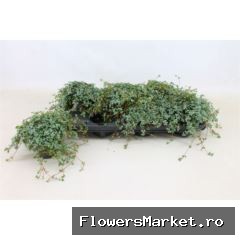 Pilea glaucophylla 'Greyzy'