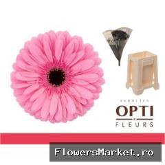 Gerbera GB 'Tyler'