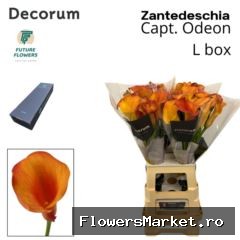 Zantedeschia  'Captain Odeon'