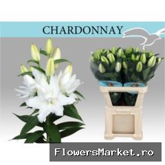 Lilium ori. DB 'Chardonnay'