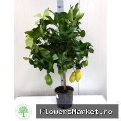 Citrus limon