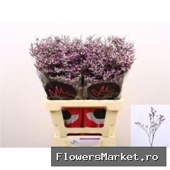 Limonium  'Safora Lilac'