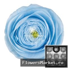 Ranunculus Blu89