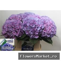 Hydrangea  'Cassanova'