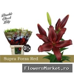 Lilium long. x asi. 'Forza Red'