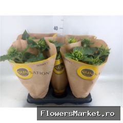 Multiflower in papieren hoes
