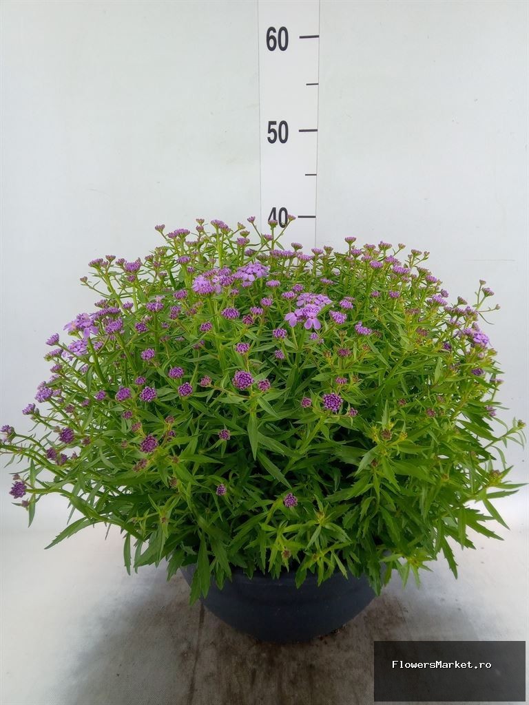 Iberis Mermaid Lavender P30