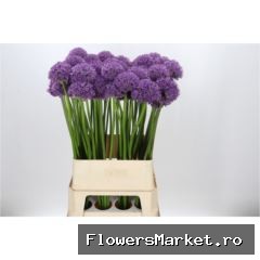 Allium  'Gladiator'