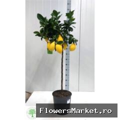 Citrus limon