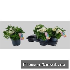 Alstroemeria  'Intic Magic White'
