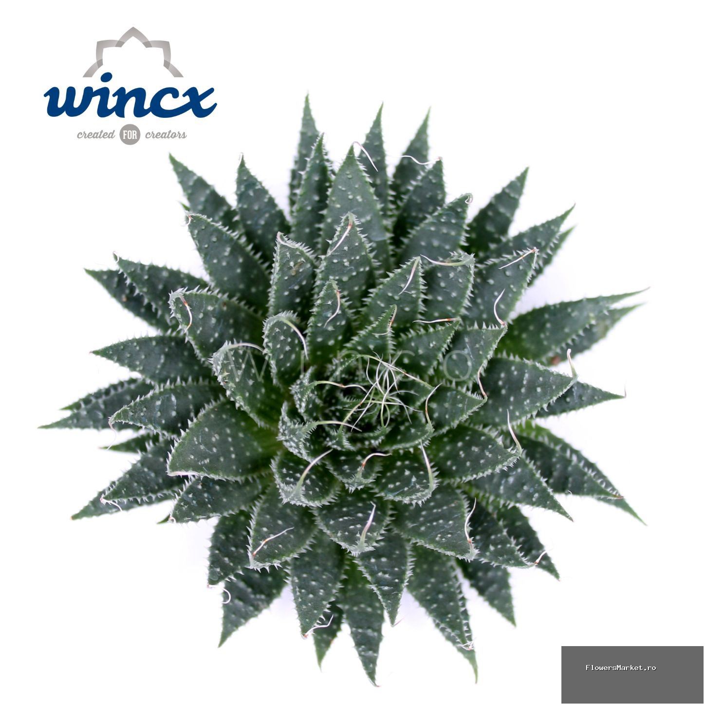 Aloe Aristata Cutflower Wincx-12cm