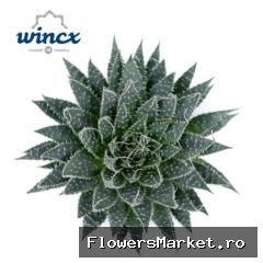 Aloe Aristata Cutflower Wincx-12cm