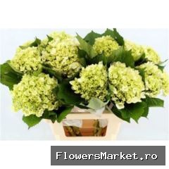 Hydrangea  'Lima'