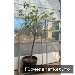Ficus carica