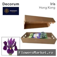 Iris  'Hong Kong'