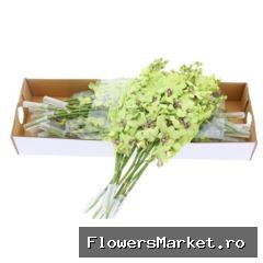 Dendro Green X40