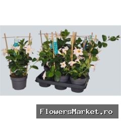 Mandevilla 'Sundavil White'