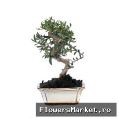 Olea europaea