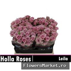 Rosa TR 'Leila Lilac'