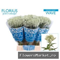 Veronica media 'Smart Wave'