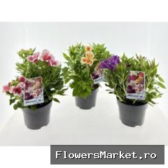 Alstroemeria  'Intic'  ...mix