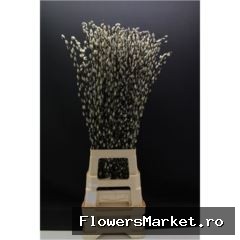 Salix caprea 'Snow Flake'