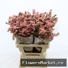 Limonium sinuatum 'Emma Peach'