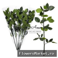 50cm Stem Without Head Bulk