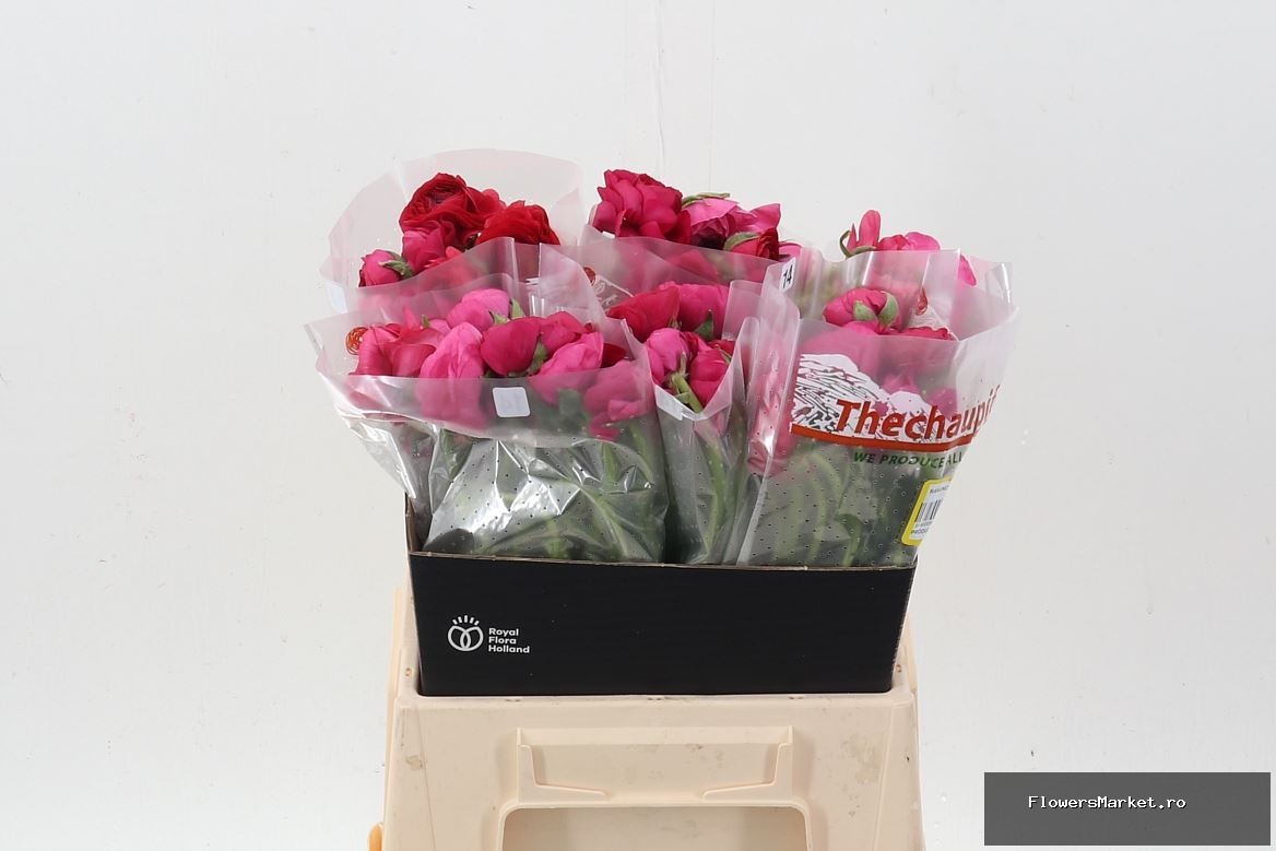 Ranunculus  'Elegance Hot Pink'