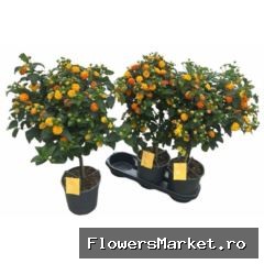 Lantana camara 'Simon Orange'