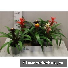 Bromelia   ...mix