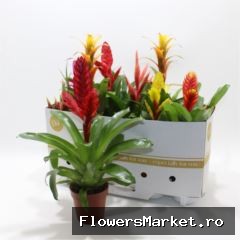 Bromelia   ...mix