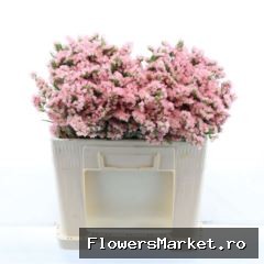 Limonium sinuatum 'Emma Peach'