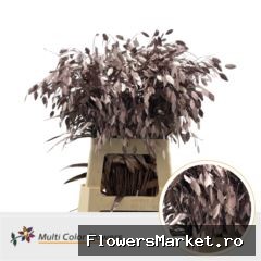 Chasmanthium Champagne
