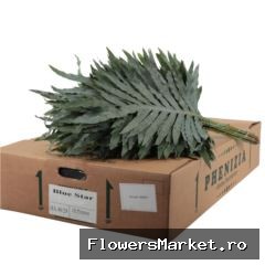 Phlebodium Blue Star
