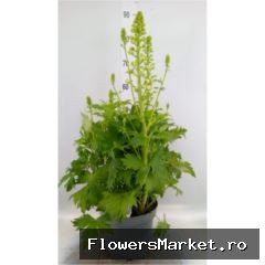 Delphinium White