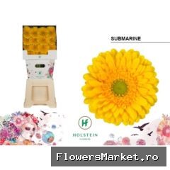 Gerbera GB 'Submarine'