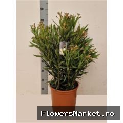Nerium oleander   ...